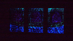 Kwiaty nocy - zdjęcie nocne po naświetleniu obrazków