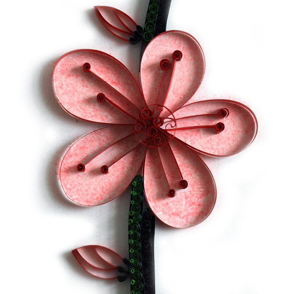 malwa kwiat pojedynczy