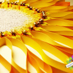 Słonecznika drobne kwiaty